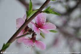 離生花瓣 離生花瓣