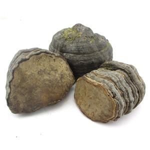 靈芝荸薺 靈芝荸薺