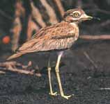 點斑石鴴 點斑石鴴