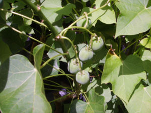 皺果艾麻（亞種）