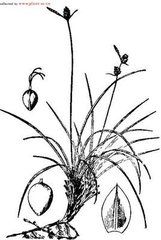 乾生苔草 乾生苔草