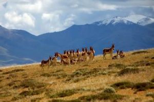 可可西里地區 可可西里地區