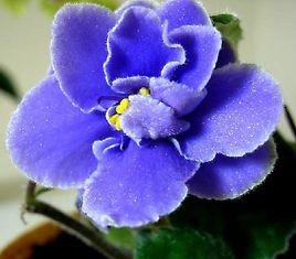 英卡納紫羅蘭 英卡納紫羅蘭