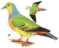 橙胸綠鳩