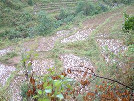 五一村[雲南省普洱鎮沅縣恩樂鎮五一村民委員會]