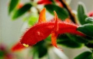 小葉金魚花 小葉金魚花