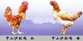 三角沙欄雞 三角沙欄雞