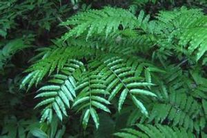 原始觀音座蓮 原始觀音座蓮