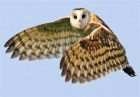 Barn owl