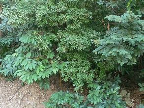 圓葉豺皮樟 圓葉豺皮樟