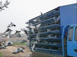 閩清縣信鴿協會 閩清縣信鴿協會