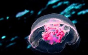 雨傘水母 雨傘水母