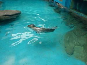 (圖)合肥漢海極地海洋世界