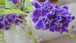 紫羅蘭[薔薇屬月季栽培品種]