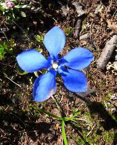 單花龍膽 單花龍膽