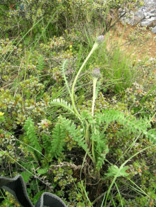 異裂風毛菊 異裂風毛菊