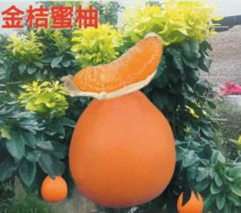 金桔蜜柚 金桔蜜柚