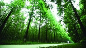 東台林場 東台林場