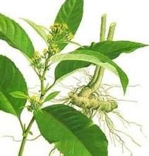 舒戛千里光 舒戛千里光