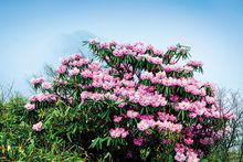 高山大葉杜鵑花