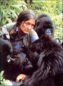 戴安·福茜 戴安·福茜