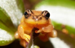 金色曼蛙 金色曼蛙