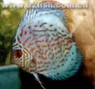 條紋七彩 條紋七彩