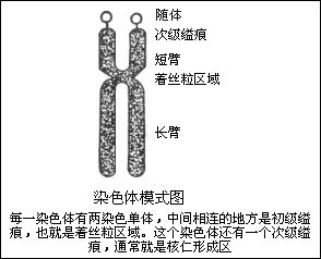 染色體異常遺傳病
