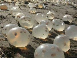 巴西渦螺 巴西渦螺