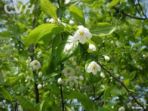 長果秤錘樹秤錘樹