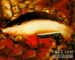 紐幾內亞阿南魚