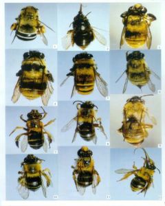 北京回條蜂 北京回條蜂