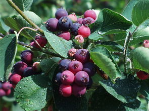 榿葉唐棣 榿葉唐棣