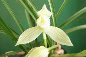 白花蓮瓣桃腮素 白花蓮瓣桃腮素