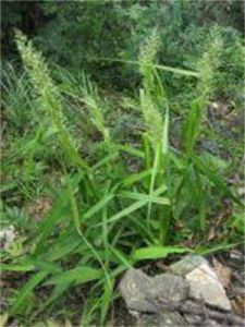 小苞葉薹草 小苞葉薹草