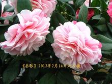 喬依·肯得力克