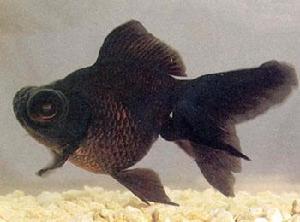 墨龍睛魚 墨龍睛魚