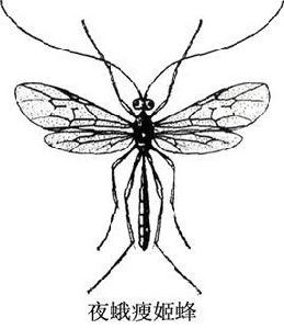 夜蛾瘦姬蜂 夜蛾瘦姬蜂