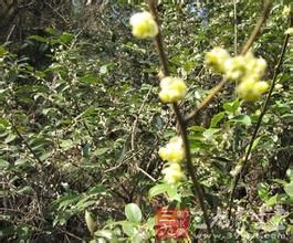 西藏山胡椒 西藏山胡椒