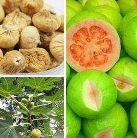 荸薺無花果 荸薺無花果