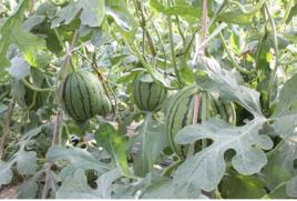 大興袖珍西瓜 大興袖珍西瓜