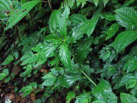 靈香草[報春花科珍珠菜屬植物]