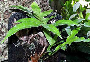 湖北金粉蕨(變種) 湖北金粉蕨(變種)