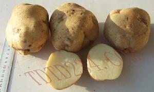 天薯10號 天薯10號