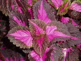 毛萼鞘蕊花 毛萼鞘蕊花