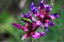 急彎棘豆 急彎棘豆