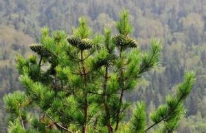 豐林國家級自然保護區 豐林國家級自然保護區