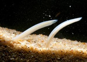 白氏鰓口文昌魚