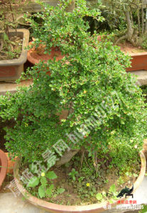 扒地蜈蚣 扒地蜈蚣