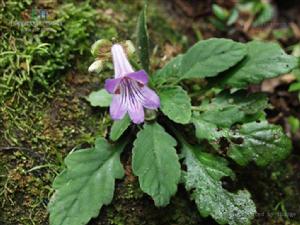 麗江馬鈴苣苔 麗江馬鈴苣苔